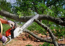 Best Firewood Processing and Delivery  in Jekyll Island, GA