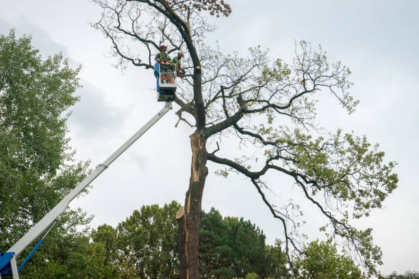 Best Commercial Tree Removal  in Jekyll Island, GA